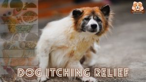 Dog Itching Relief