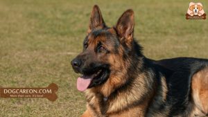 Dog Breeds Mixed with German Shepherd