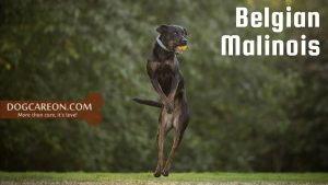 Dog Breeds for Search and Rescue