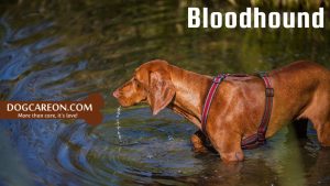 Dog Breeds for Search and Rescue