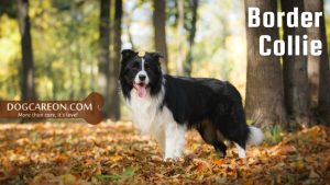 Dog Breeds for Search and Rescue