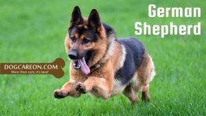 Dog Breeds for Search and Rescue