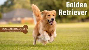 Dog Breeds for Search and Rescue