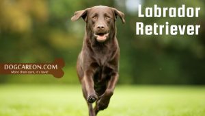 Dog Breeds for Search and Rescue