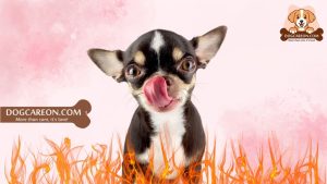 what happens if dogs eat spicy food