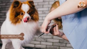What to Do When a Groomer Cuts Your Dog