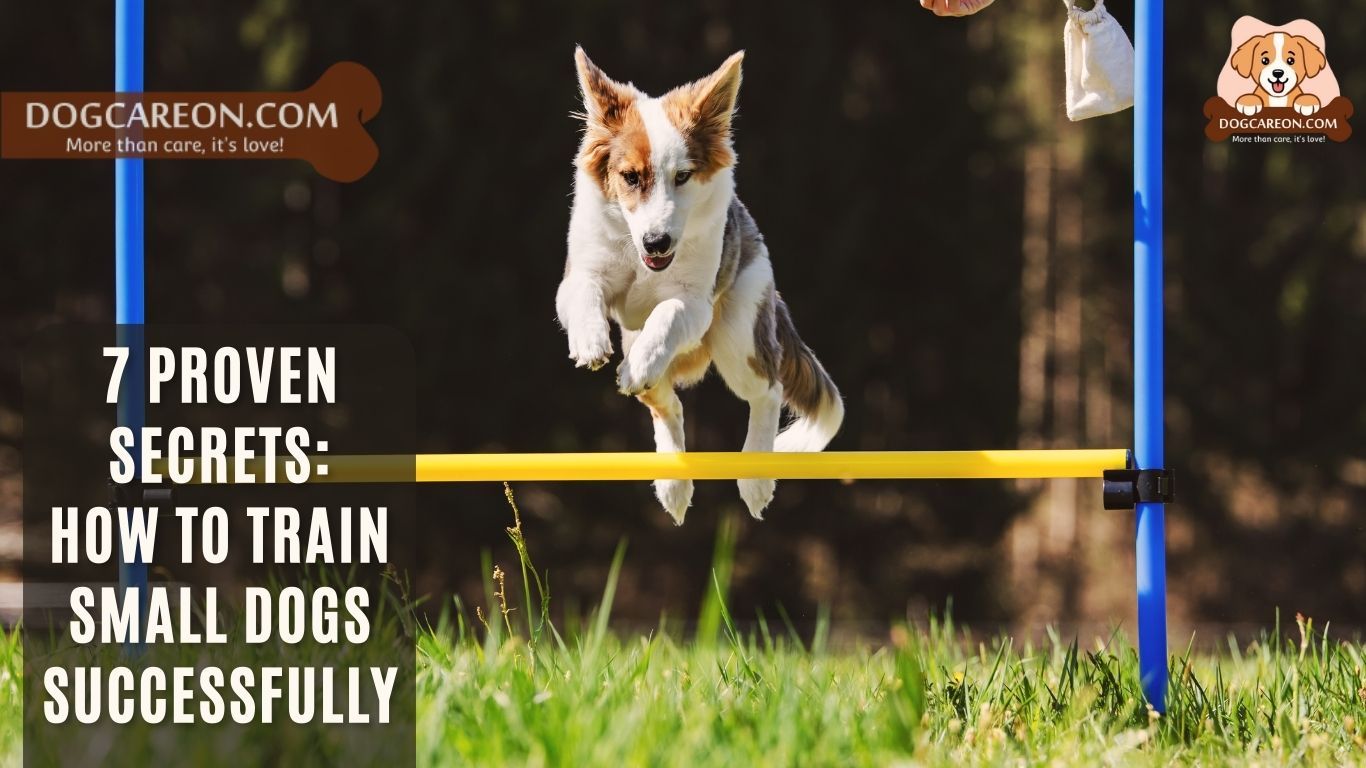 How to Train Small Dogs