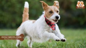 How to Train Small Dogs