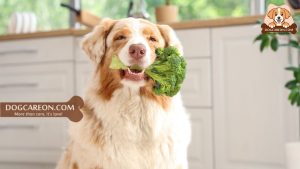 ran out of dog food what can i use