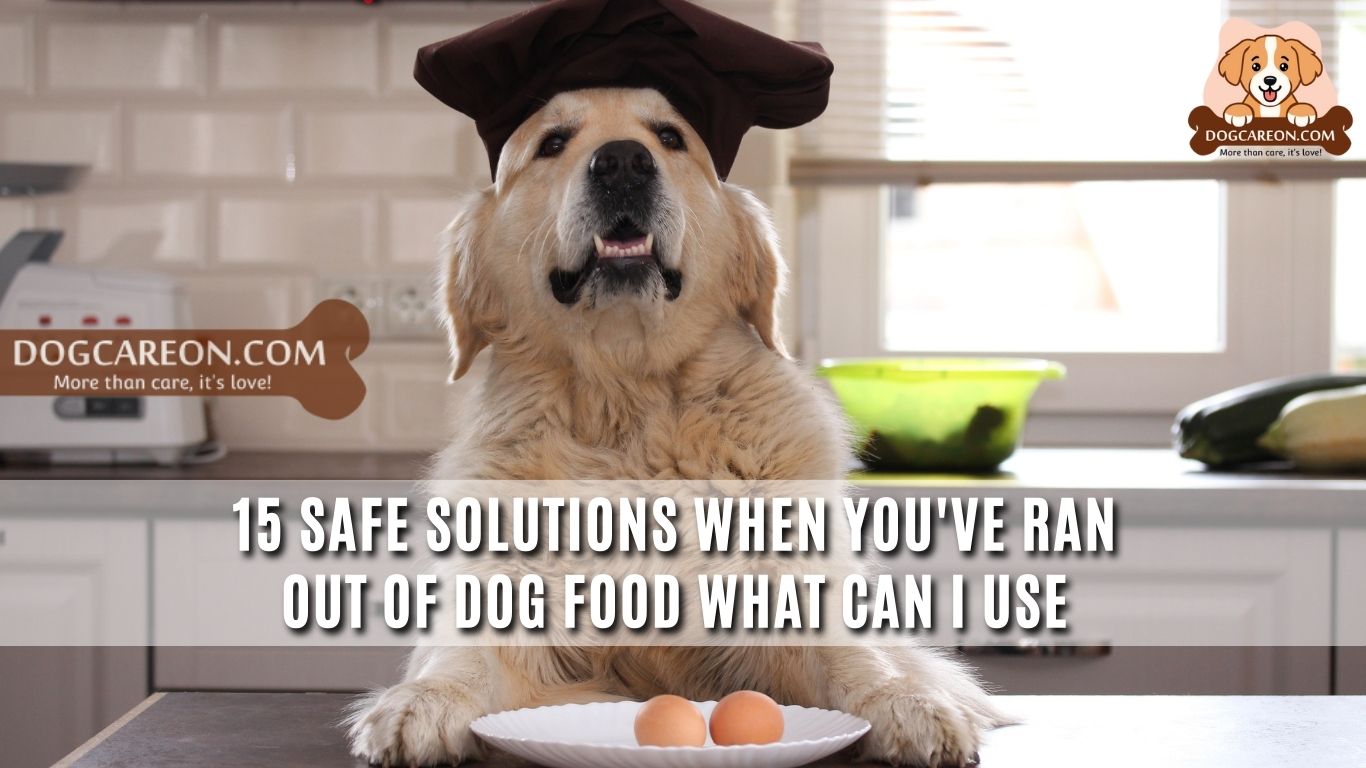 ran out of dog food what can i use