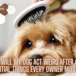 how long will my dog act weird after grooming