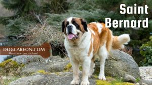 Dog Breeds for Search and Rescue