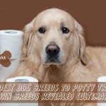 hardest dog breeds to potty train
