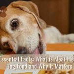 what is meat meal in dog food